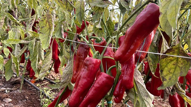 GAP projesiyle suya kavuşan Harran Ovasında seralar bereketlendi