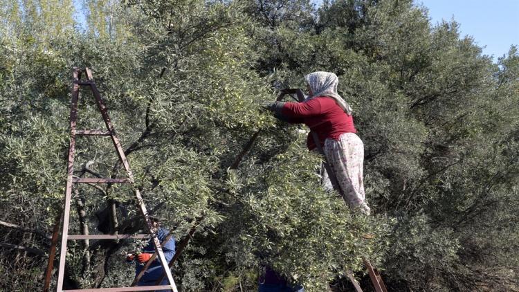 204 milyon ağaçtan 3,6 milyon ton zeytin elde edildi