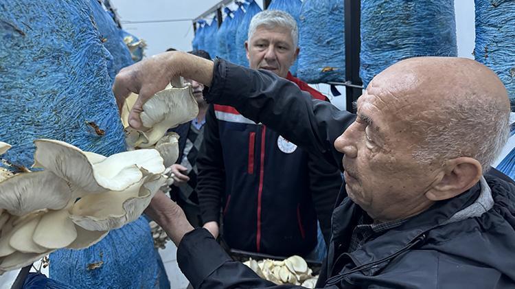 Yaşlı kadın ve erkekler huzurevinde de rahat durmadı Sinopta huzurevi sakinleri mantar üretimi yapmaya başladı