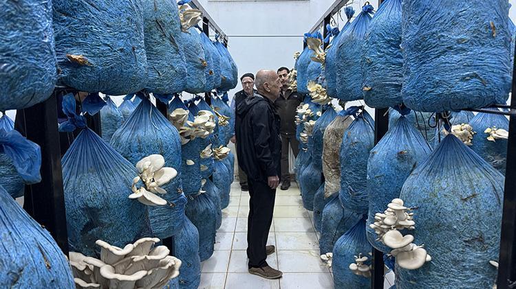 Yaşlı kadın ve erkekler huzurevinde de rahat durmadı Sinopta huzurevi sakinleri mantar üretimi yapmaya başladı