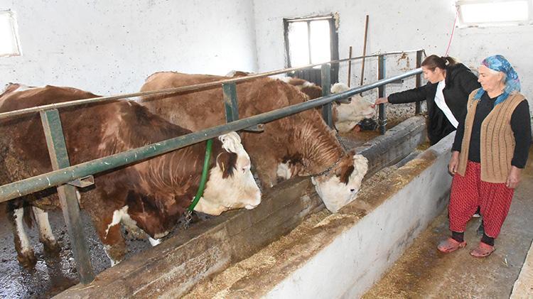 Tarım ve Orman Bakanlığı hayvancılık desteklerini 2025 yılında da artırarak devam ettiriyor Malatyada hayvanları telef olan vatandaşlar hayvancılık desteklerinden faydalandı