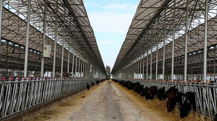 İthalatı durduracak projeye Adanada start verildi Danasını değil anasını alın