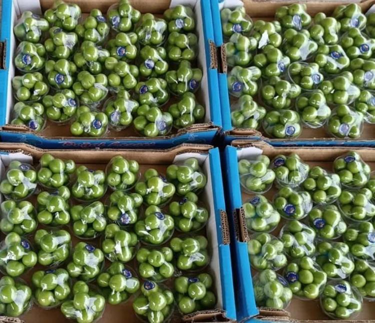 Kilosu 8 bin liraya çıktı Hasat dönemi Şubatta başladı, talebe yetişilmiyor