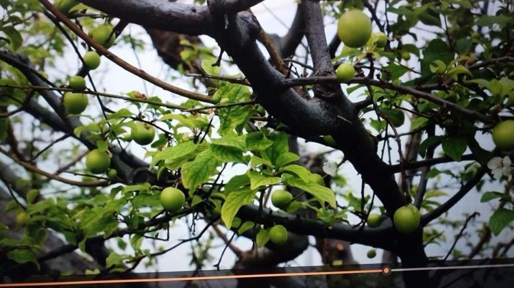 Kilosu 8 bin liraya çıktı Hasat dönemi Şubatta başladı, talebe yetişilmiyor