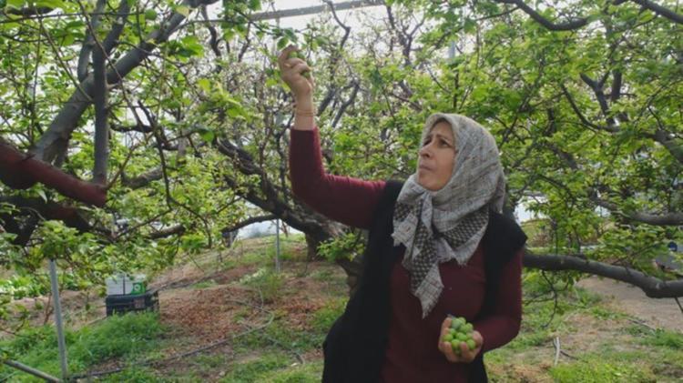 Kilosu 8 bin liraya çıktı Hasat dönemi Şubatta başladı, talebe yetişilmiyor