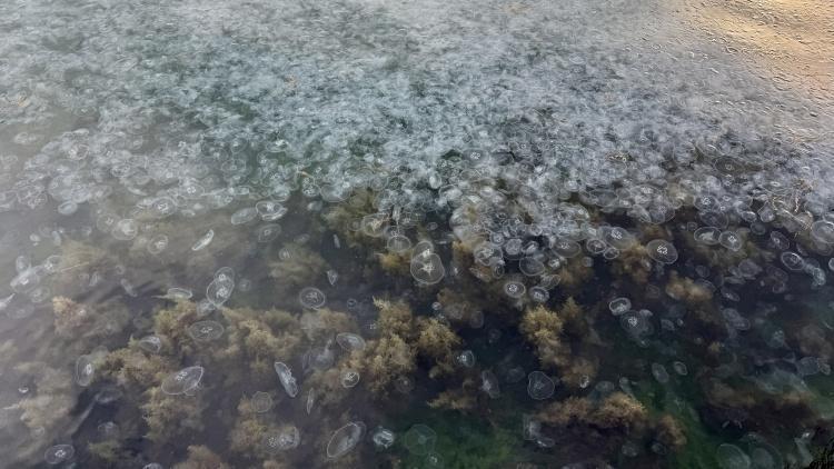 Sinop kıyılarını işgal ettiler Binlercesi görüntülendi