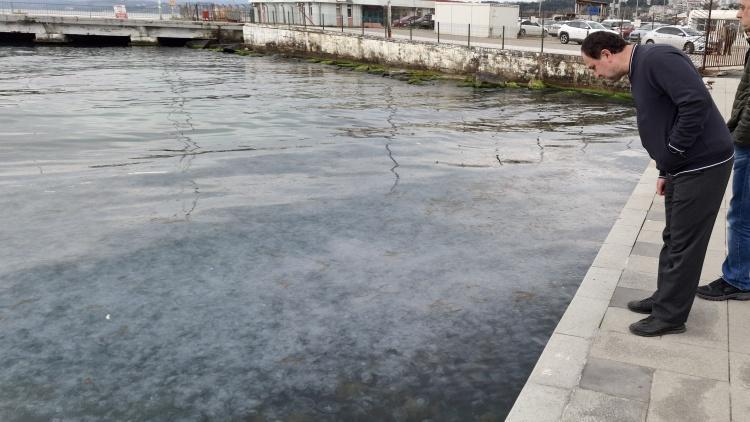 Sinop kıyılarını işgal ettiler Binlercesi görüntülendi