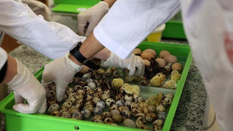 Sivaslı öğrencilerden girişimcilik örneği Okulda bıldırcın ve yumurta üretiyorlar