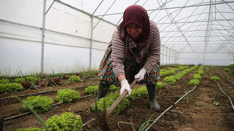 Edirnede devlet desteğiyle serada sebze yetiştiren kadın: Alın terimle çok güzel para kazanıyorum