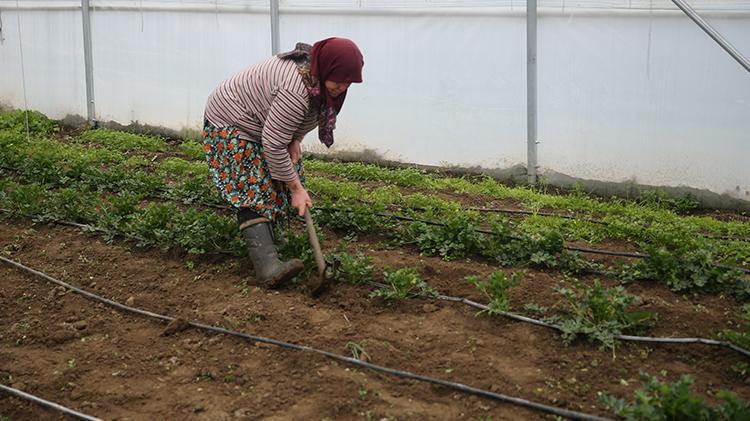Edirnede devlet desteğiyle serada sebze yetiştiren kadın: Alın terimle çok güzel para kazanıyorum