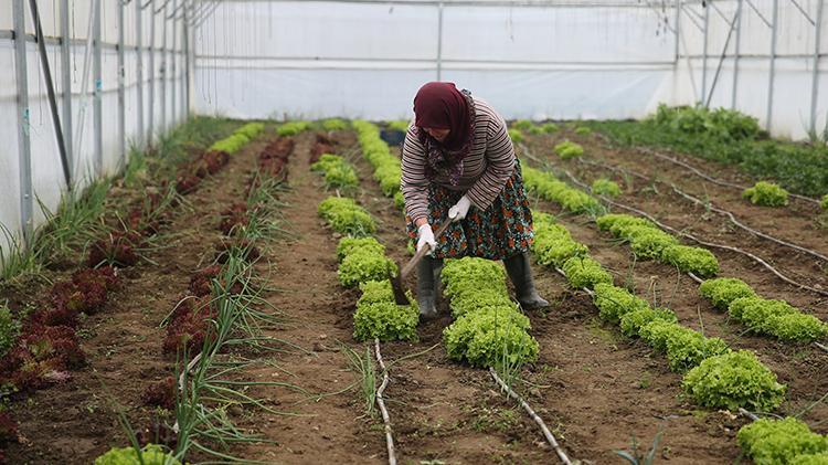 Edirnede devlet desteğiyle serada sebze yetiştiren kadın: Alın terimle çok güzel para kazanıyorum