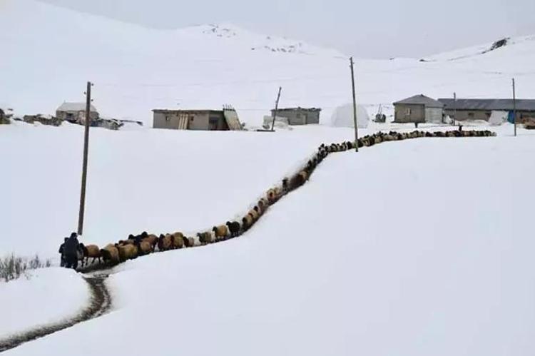 20 yıldır dağdan inmedi Şırnaklı çoban, sadece 1 ay okula gitti: En çok o şehri görmek istiyor