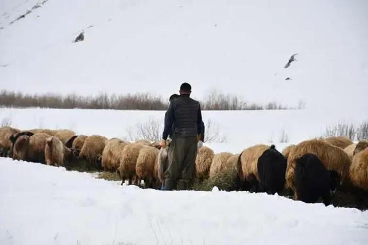 20 yıldır dağdan inmedi Şırnaklı çoban, sadece 1 ay okula gitti: En çok o şehri görmek istiyor