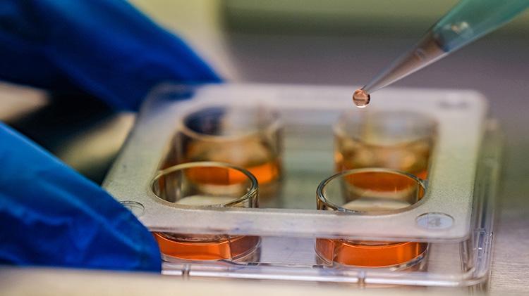 Konyada hayvancılık adına büyük proje Genetik olarak üstün özelliklere sahip sığırlardan embriyo üretimi gerçekleştirilecek