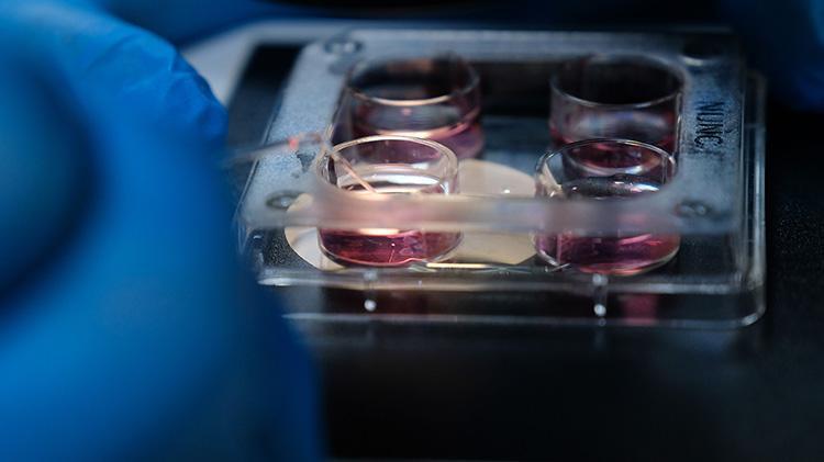 Konyada hayvancılık adına büyük proje Genetik olarak üstün özelliklere sahip sığırlardan embriyo üretimi gerçekleştirilecek