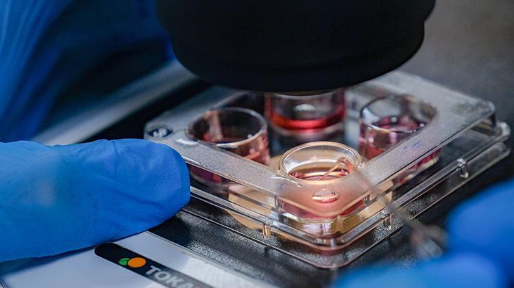 Konyada hayvancılık adına büyük proje Genetik olarak üstün özelliklere sahip sığırlardan embriyo üretimi gerçekleştirilecek