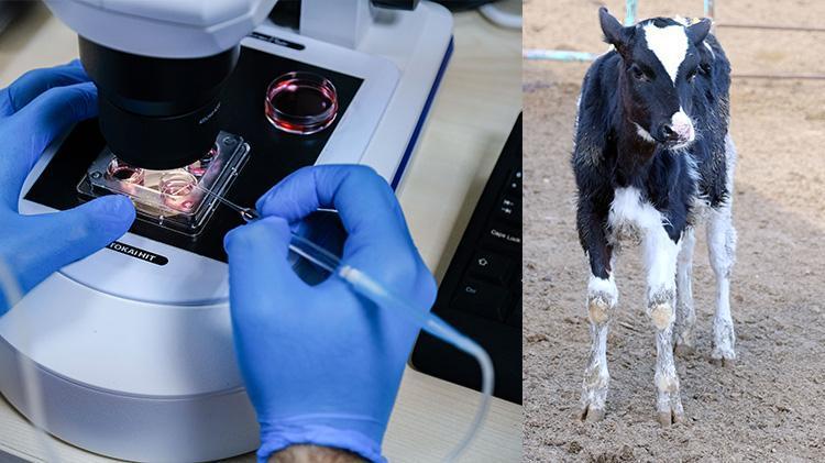 Konyada hayvancılık adına büyük proje Genetik olarak üstün özelliklere sahip sığırlardan embriyo üretimi gerçekleştirilecek