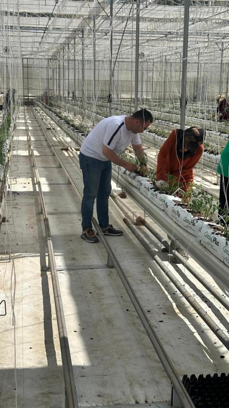 Sivasta üniversite-sanayi işbirliğiyle seracılıkta devrim: Isıtma maliyetleri 5te 1 azalıyor