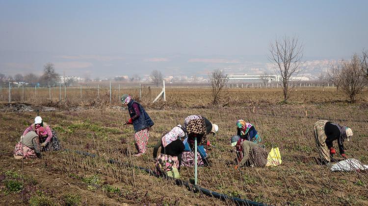 Bursadan dünyaya gönderiliyor Bir mahallenin geçim kaynağı, hasadı devam ediyor