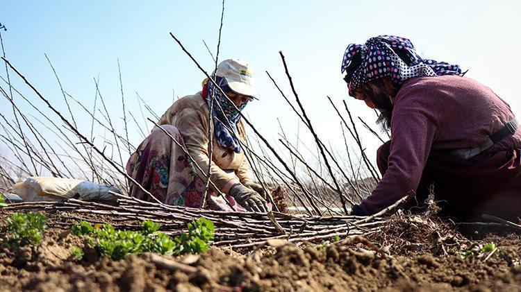 Bursadan dünyaya gönderiliyor Bir mahallenin geçim kaynağı, hasadı devam ediyor