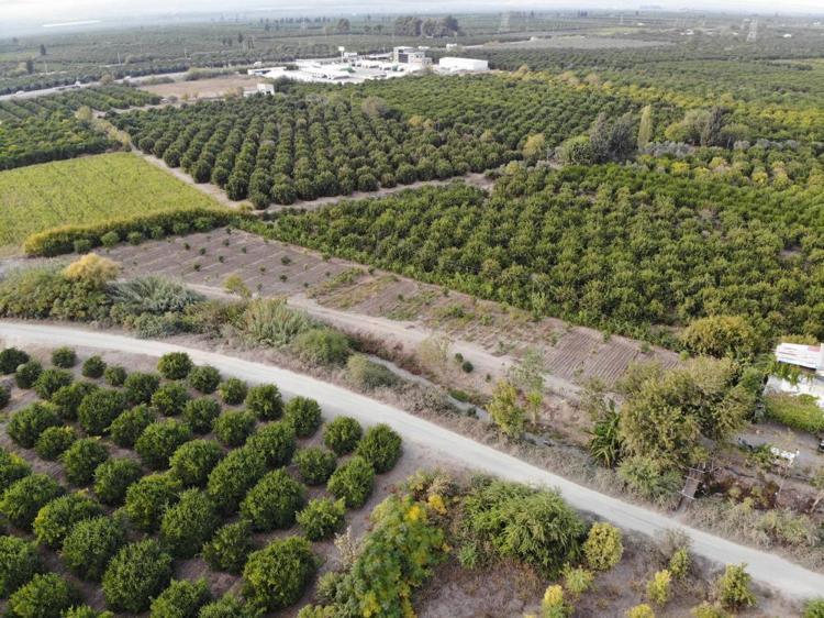 Türkiyenin üretim merkezinde zarar yüzde 70 Soğuk hava dalgası hepsini yaktı