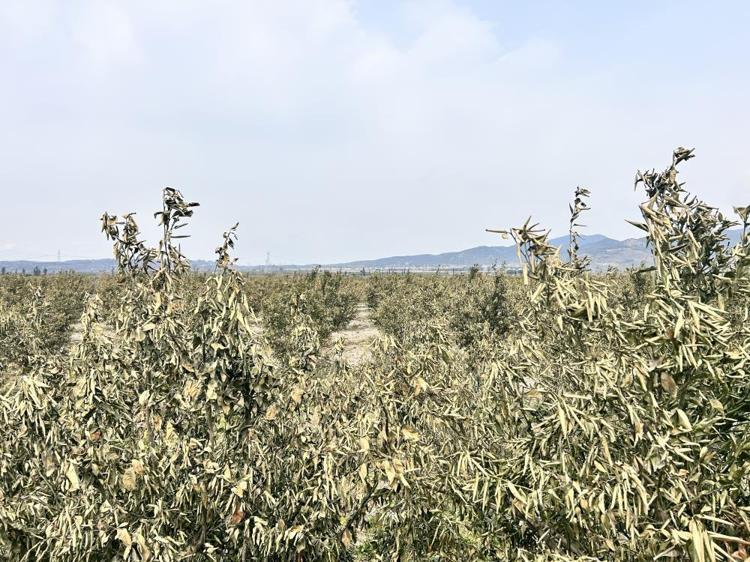 Türkiyenin üretim merkezinde zarar yüzde 70 Soğuk hava dalgası hepsini yaktı