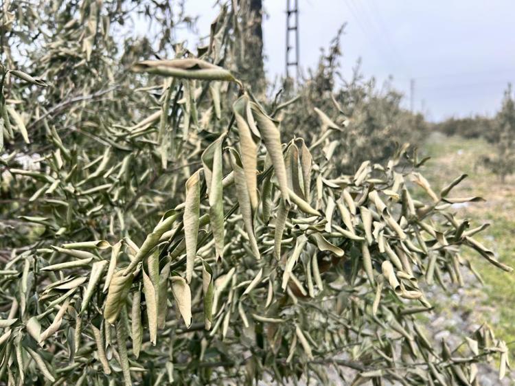 Türkiyenin üretim merkezinde zarar yüzde 70 Soğuk hava dalgası hepsini yaktı
