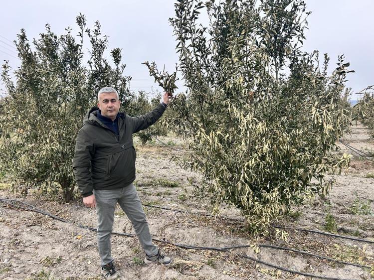 Türkiyenin üretim merkezinde zarar yüzde 70 Soğuk hava dalgası hepsini yaktı