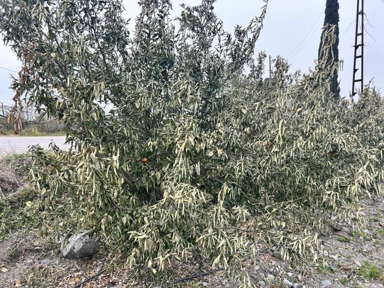 Türkiyenin üretim merkezinde zarar yüzde 70 Soğuk hava dalgası hepsini yaktı