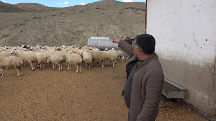 Yozgatta geleneksel yöntemlerle devam ettirdiği hayvancılıkta ilk kuzuları doğdu