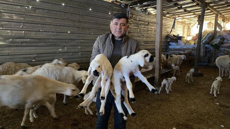Yozgatta geleneksel yöntemlerle devam ettirdiği hayvancılıkta ilk kuzuları doğdu
