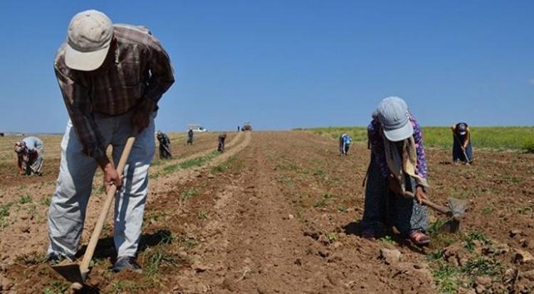 400 metrekare bahçede ilk tohumu attı, 31 dekar üretime ulaştı İnternetten öğrendi