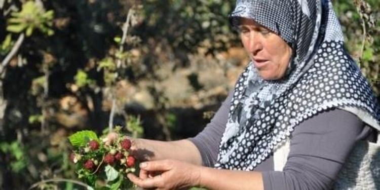 400 metrekare bahçede ilk tohumu attı, 31 dekar üretime ulaştı İnternetten öğrendi