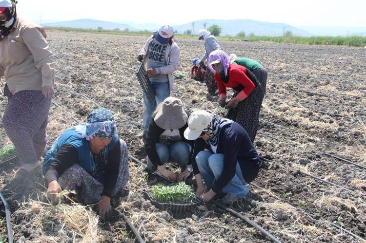 400 metrekare bahçede ilk tohumu attı, 31 dekar üretime ulaştı İnternetten öğrendi