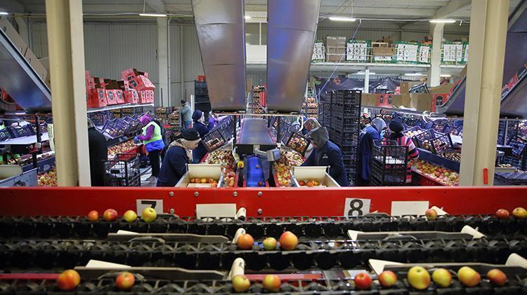 Çorumlu ailenin elma bahçesiyle başlayan serüveni, devlet desteğiyle 25 ülkeye ihraç yapan bir şirkete dönüştü