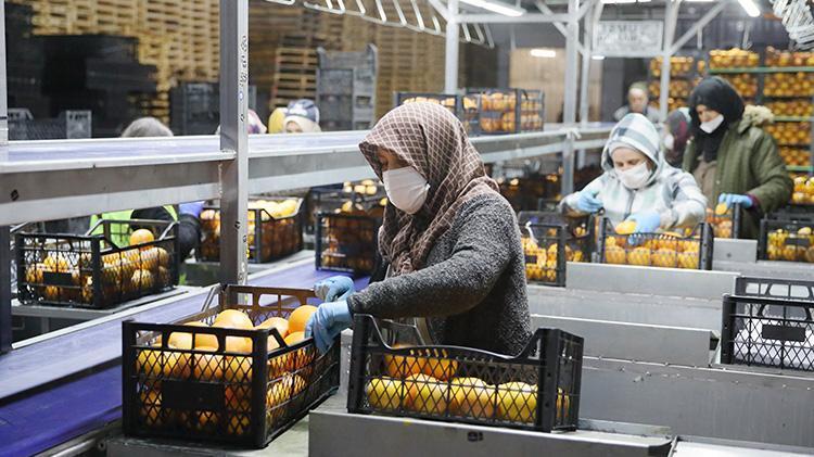 Çorumlu ailenin elma bahçesiyle başlayan serüveni, devlet desteğiyle 25 ülkeye ihraç yapan bir şirkete dönüştü