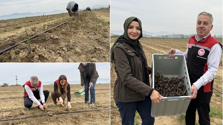 ABDyi terk etti, İzmire gelip 80 dekar alana ekti Şimdi hepsini Almanya, Hollandaya satacak