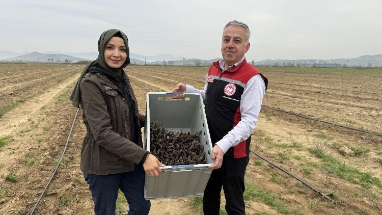 ABDyi terk etti, İzmire gelip 80 dekar alana ekti Şimdi hepsini Almanya, Hollandaya satacak