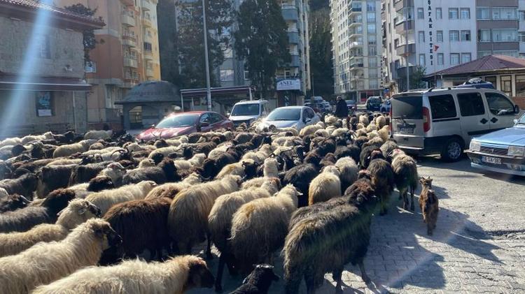 Artvinde resmen başladı, 2 ay sürecek Caddeler koyun sürüsüyle dolu