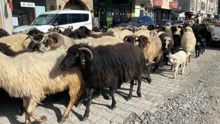 Artvinde resmen başladı, 2 ay sürecek Caddeler koyun sürüsüyle dolu