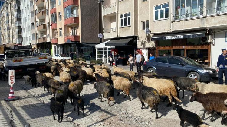 Artvinde resmen başladı, 2 ay sürecek Caddeler koyun sürüsüyle dolu