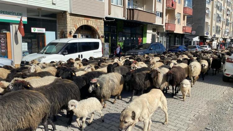 Artvinde resmen başladı, 2 ay sürecek Caddeler koyun sürüsüyle dolu