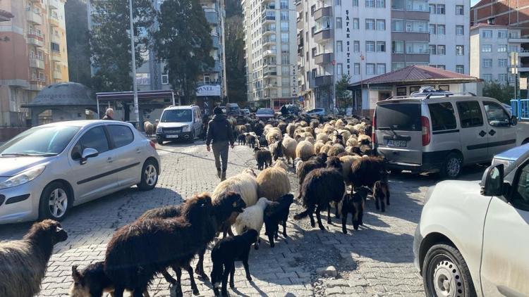 Artvinde resmen başladı, 2 ay sürecek Caddeler koyun sürüsüyle dolu