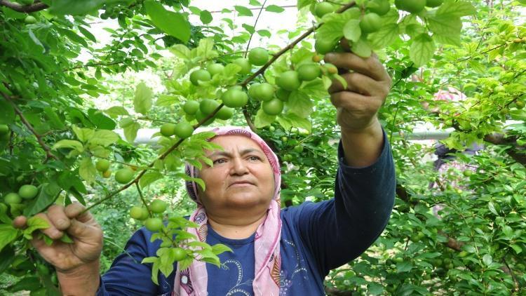 Kilosu 800 liraya düştü Dubai ve Katar kapış kapış alıyor: 15 bin dönümde hasat devam ediyor