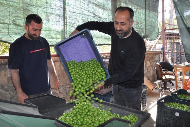 Kilosu 800 liraya düştü Dubai ve Katar kapış kapış alıyor: 15 bin dönümde hasat devam ediyor