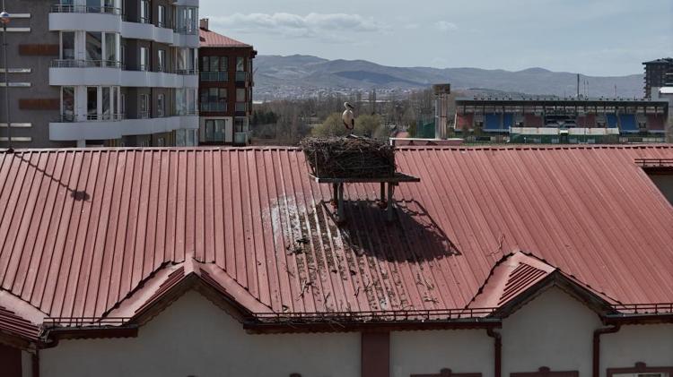 Sivasın maskotu oldu 42 yıldır aynı leylek bu okulun çatısına geliyor