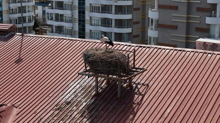 Sivasın maskotu oldu 42 yıldır aynı leylek bu okulun çatısına geliyor