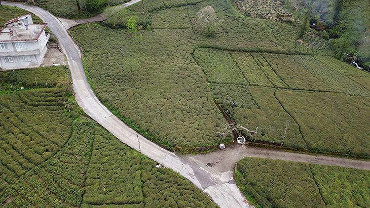 Bu yıl çayı pahalıya içeceğiz Zirai dondan çay da nasibini aldı: Rekolte kaybı bekleniyor, üreticiler tedirgin