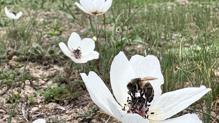 Üniversiteden mezun olup köye yerleşti Ata mesleğini devletten aldığı hibe ile büyüttü