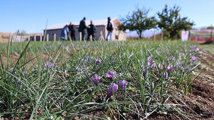 Elazığlı kadın girişimci üretime başladı: Kilosu 300 bin TL, gram gram satılıyor Fiyatı duyan bölge halkı kırmızı altın yetiştirmeye başladı